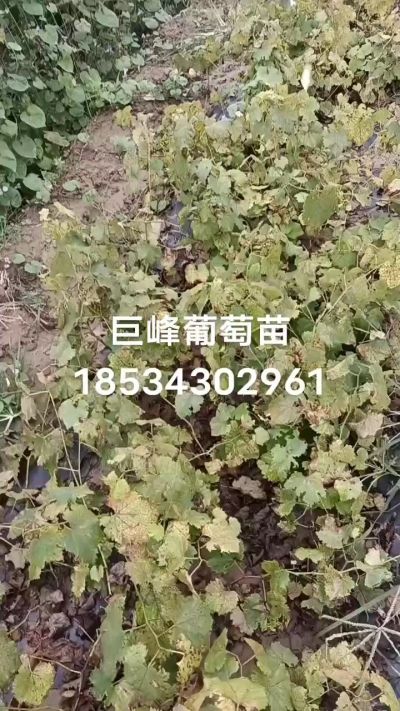 出售早熟巨峰葡萄苗。药用连翘苗，科研五号优质种苗，2/5年苗，药用连翘树，挂果树，全国包邮到家！财富密码18534302961