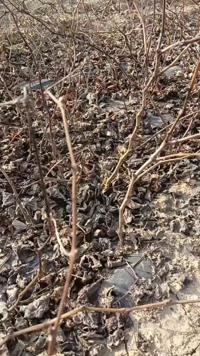 户太八号葡萄苗，一年扦插苗，需要联系，全国包邮到家。18534302961