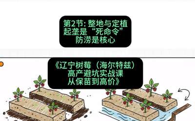 第二节： 整地与定植&mdash;&mdash;起垄是&ldquo;死命令&rdquo;，防涝是核心，课程：《辽宁树莓（海尔特兹）高产避坑实战课：从保苗到高价》