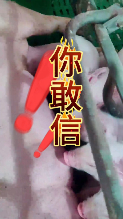 小猪抢不到奶，干瘦不长肉？成活率总上不去？😭
自从用上南商农科这款仔猪补奶机，再也没这烦恼！
✅ 一键设置下料参数，新手也能上手
✅ 恒温补奶，小猪抢着喝，长势超均匀
从车间精工组装到猪场落地使用，每