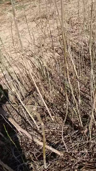 出售臭椿苗，巨峰葡萄苗。药用连翘苗，科研五号优质种苗，2/5年苗，药用连翘树，挂果树，全国包邮到家！财富密码18534302961