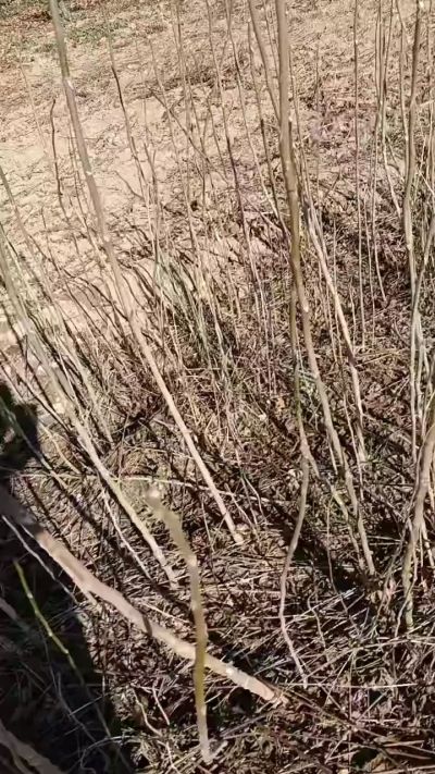 出售臭椿苗，巨峰葡萄苗。药用连翘苗，科研五号优质种苗，2/5年苗，药用连翘树，挂果树，全国包邮到家！财富密码18534302961