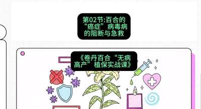 第02节：百合的&ldquo;癌症&rdquo;&mdash;&mdash;病毒病的阻断与急救，课程：《卷丹百合&ldquo;无病高产&rdquo;植保实战课》#识农AI