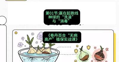 第01节：赢在起跑线&mdash;&mdash;种球的&ldquo;洗澡&rdquo;与&ldquo;消毒&rdquo;，课程：《卷丹百合&ldquo;无病高产&rdquo;植保实战课》#识农AI