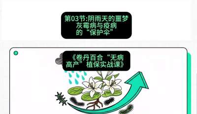 第03节：阴雨天的噩梦&mdash;&mdash;灰霉病与疫病的&ldquo;保护伞&rdquo;，课程：《卷丹百合&ldquo;无病高产&rdquo;植保实战课》#识农AI