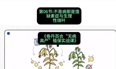 第06节：不是病那是饿&mdash;&mdash;缺素症与生理性烧叶 ，课程：《卷丹百合&ldquo;无病高产&rdquo;植保实战课》#识农AI
