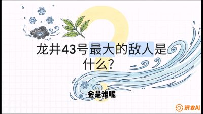 第04节：龙井双璧&mdash;&mdash;龙井43与群体种的差异化护养（重点），课程：《茗茶卫士&mdash;&mdash;茶叶病虫害绿色防控实战课》#识农AI