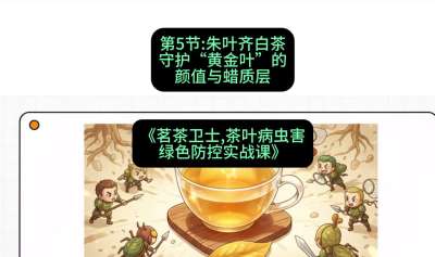 第05节：朱叶齐白茶&mdash;&mdash;守护&ldquo;黄金叶&rdquo;的颜值与蜡质层（重点），课程：《茗茶卫士&mdash;&mdash;茶叶病虫害绿色防控实战课》#识农AI