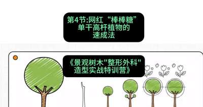 第04节：网红&ldquo;棒棒糖&rdquo;&mdash;&mdash;单干高杆植物的速成法，课程：《景观树木&ldquo;整形外科&rdquo;造型实战特训营》#识农AI