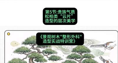 第05节：贵族气质&mdash;&mdash;松柏类&ldquo;云片&rdquo;造型的层次美学，课程：《景观树木&ldquo;整形外科&rdquo;造型实战特训营》#识农AI