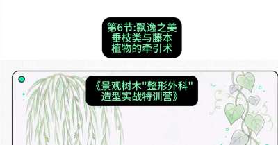 第06节：飘逸之美&mdash;&mdash;垂枝类与藤本植物的牵引术，课程：《景观树木&ldquo;整形外科&rdquo;造型实战特训营》#识农AI