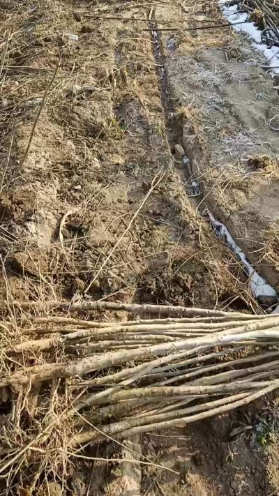 臭椿树苗，一年苗，需要联系18534302961