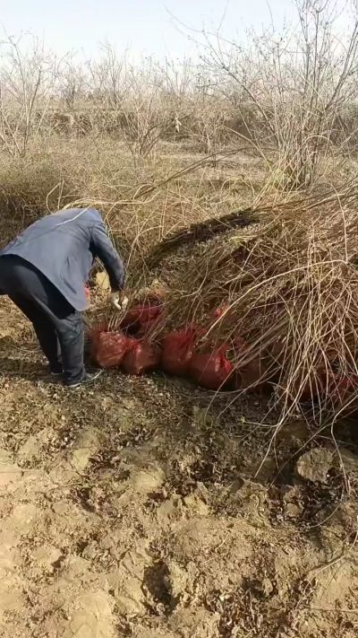 出售药用连翘苗，科研五号优质种苗，2/5年苗，药用连翘树，挂果树，全国包邮到家！财富密码18534302961出售药用连翘苗，科研五号优质种苗，2/5年苗，药用连翘树，挂果树，全国包邮到家！财富密码1