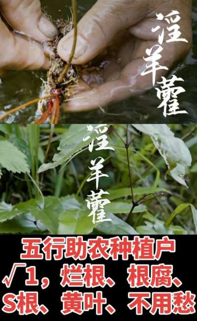 177，1907，0725，V 同号
1  老乡们！种淫羊藿不用乱买肥，咱这款专用肥，针对淫羊藿习性配的，壮苗防烂根，采收多卖钱，用过都回头！
2  咱种淫羊藿图的就是省心高产！专用肥薄肥勤施，苗不烧