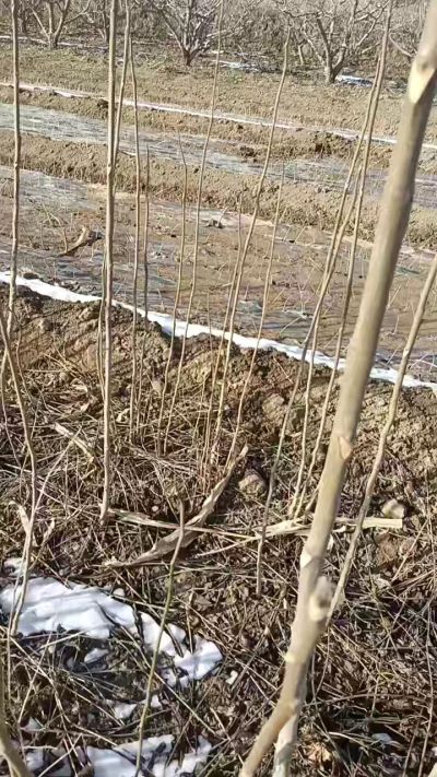 臭椿苗，一年苗，需要联系我，全国包邮到家。18534302961