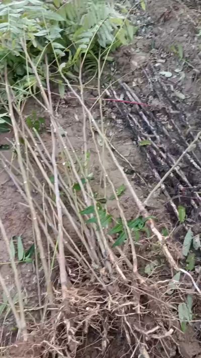 出售臭椿苗，巨峰葡萄苗。药用连翘苗，科研五号优质种苗，2/5年苗，药用连翘树，挂果树，全国包邮到家！财富密码18534302961